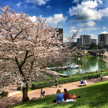 Hanami 2015, il giardino giapponese a Roma
